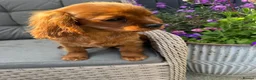 Cavalier King Charles Spaniel dogs for sale: Cavalier King Charles spaniel kc registered  in Stoke-on-Trent - Advert 1