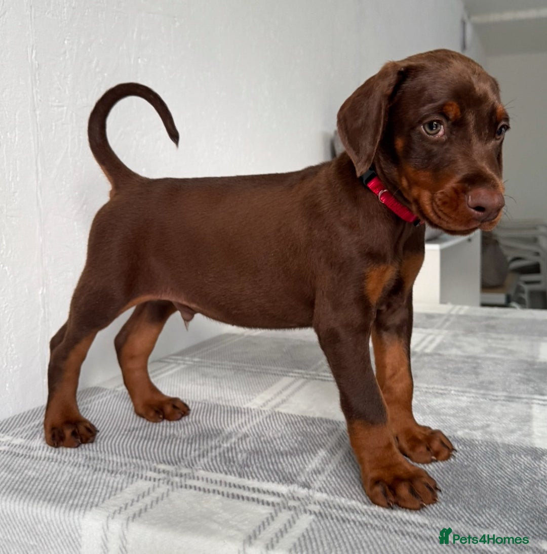Dobermann dogs for sale: European Doberman Puppies - Champion Bloodline - Image 6