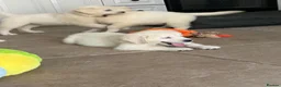 Golden Retriever dogs for sale: Lovely, confident playful puppies - Advert 34