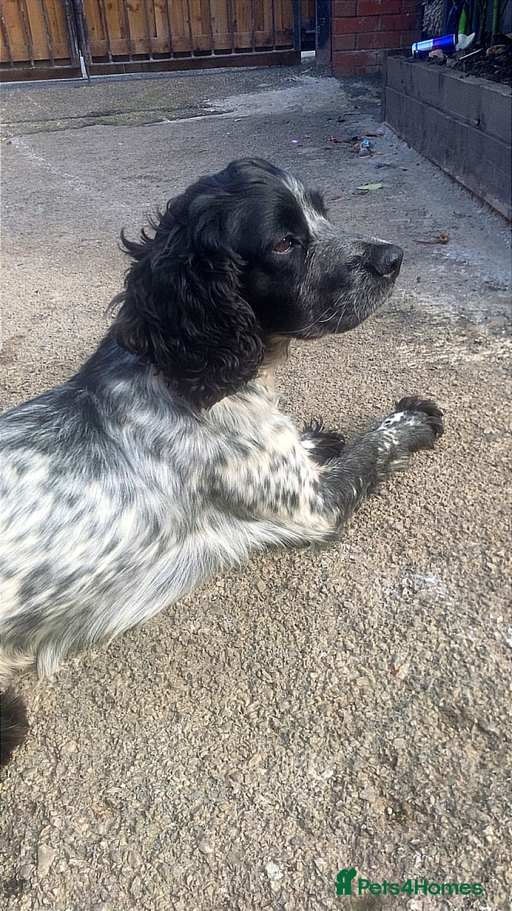 Mixed Breed dogs Working cocker x Russell  - Advert 3