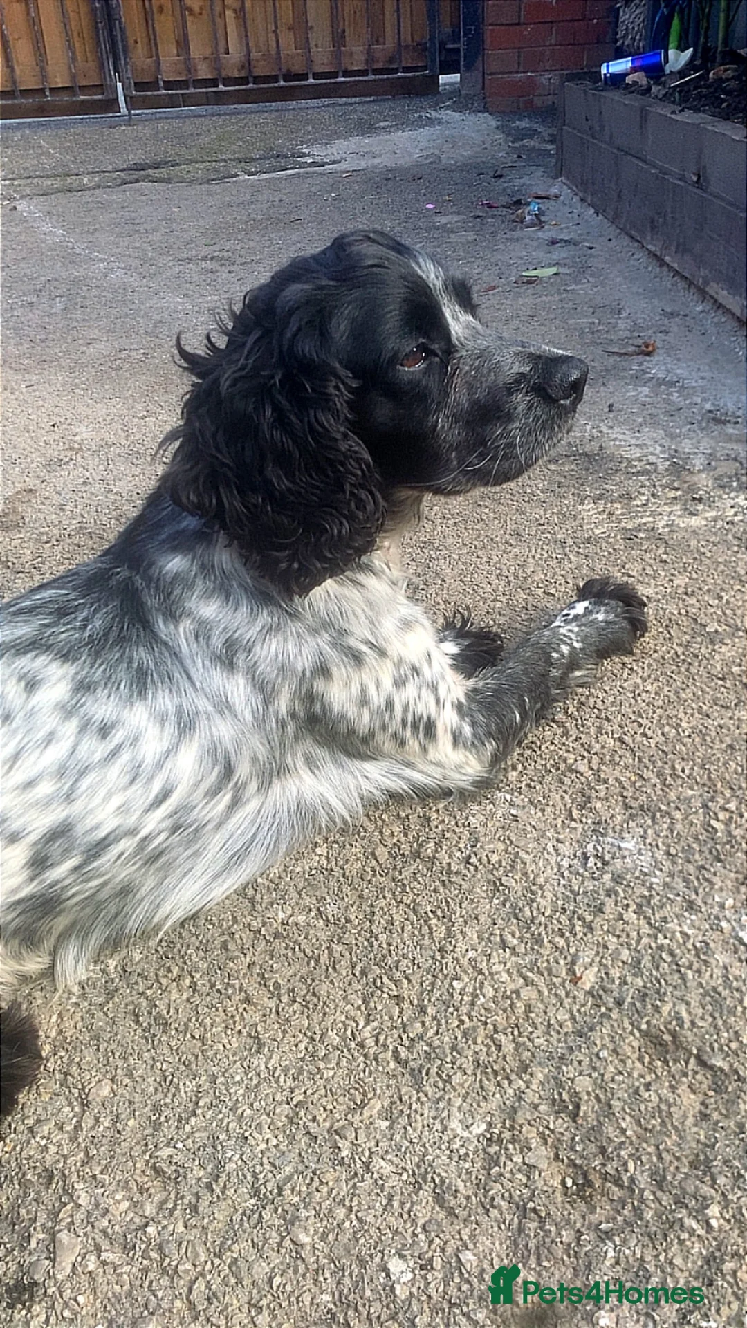 Mixed Breed dogs for sale: Working cocker x Russell  - Advert 1