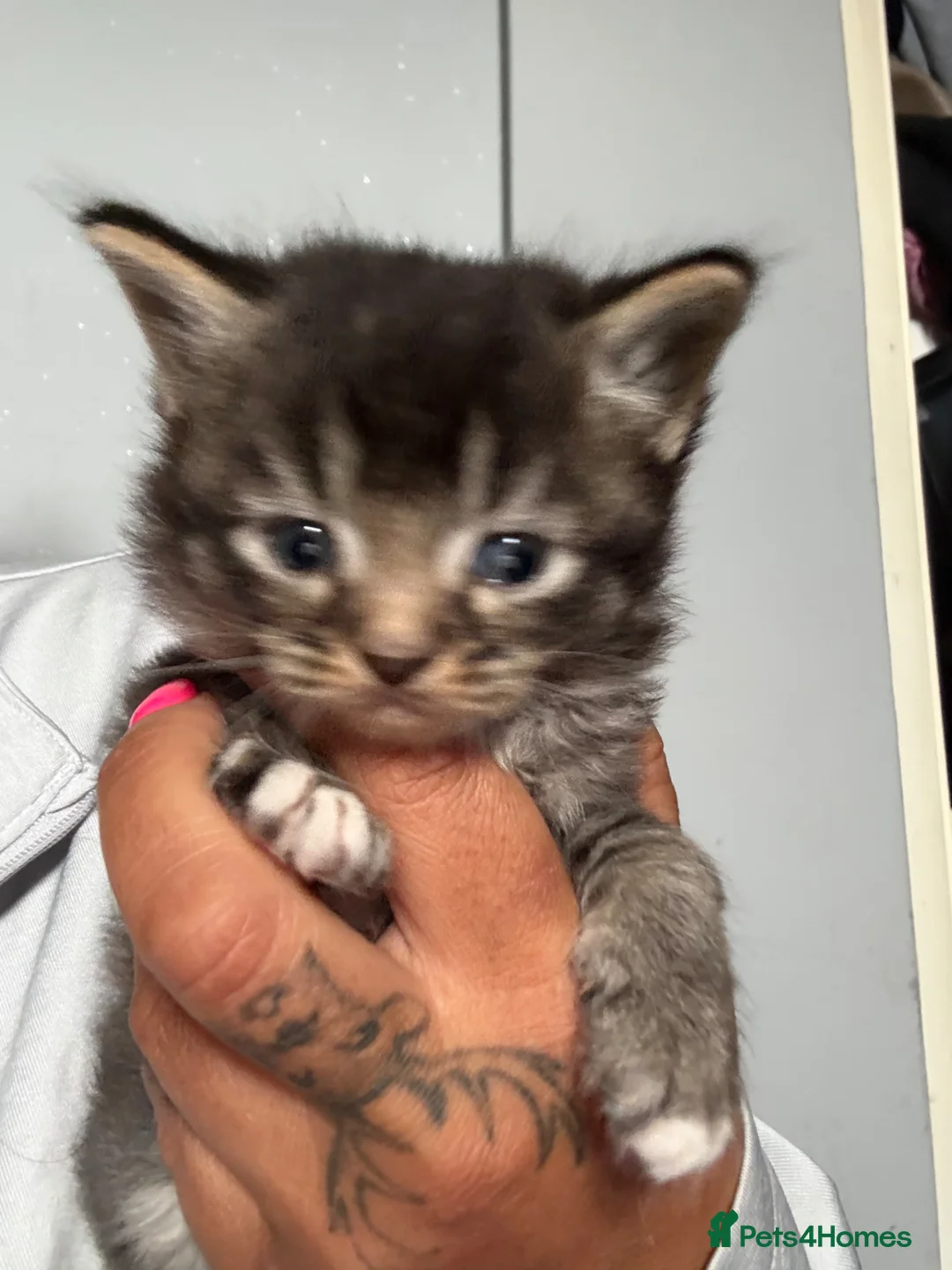 Mixed Breed cats for sale: 3kittens for sale mixed sex  - Advert 5