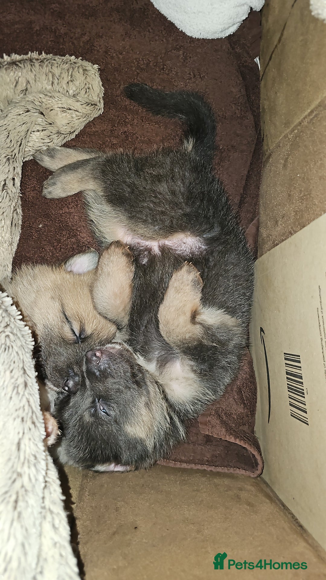 German Shepherd dogs for sale: 9 beautiful pure bred German Shepherd puppies - Advert 23