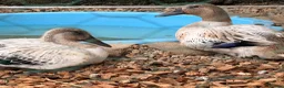 Waterfowl poultry for sale: Welsh Harlequin Ducks  - Advert 3