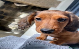 Dachshund dogs for stud: Kc Mini long haired dapple  in Leeds - Image 15