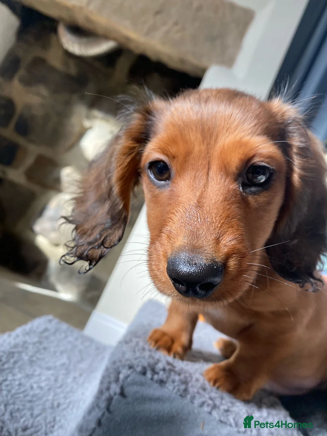Dachshund dogs for stud: Kc Mini long haired dapple  in Leeds - Advert 15