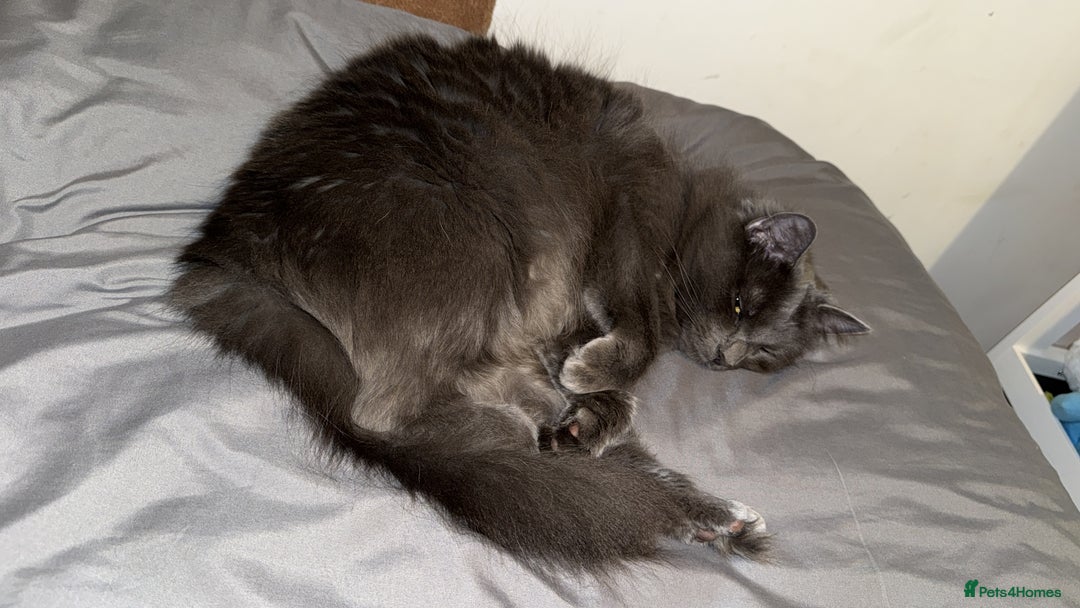 Mixed Breed cats for sale: Beautiful girl  - Advert 4