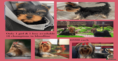 Yorkshire Terrier dogs The Royal KC reg 18 champions in bloodline - Advert 2