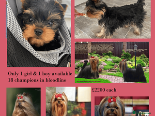 Yorkshire Terrier dogs KC reg 18 champions in bloodline 1 boy+ 1 girl - Advert 1