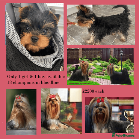 Yorkshire Terrier dogs KC reg 18 champions in bloodline 1 boy+ 1 girl - Advert 1