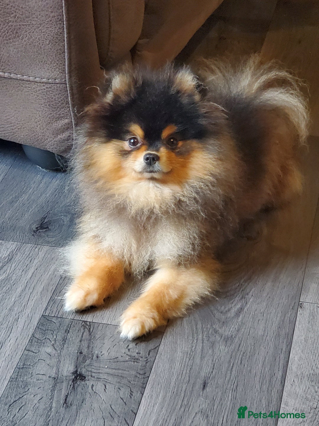 Pomeranian dogs for stud: Kc Pomeranian Male For STUD DUTIES - Advert 6