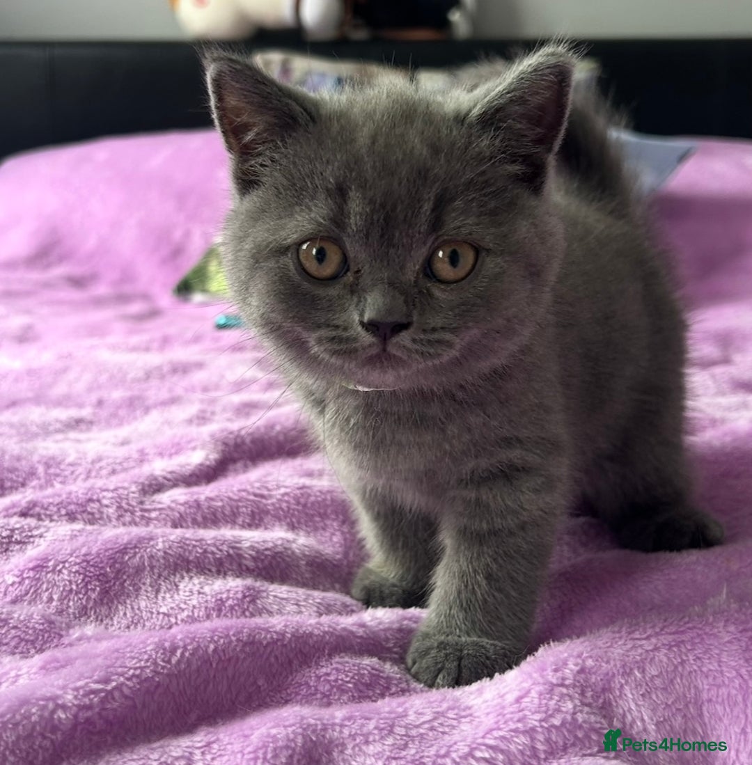 British Shorthair cats for sale: Gorgeous British Shorthair Kittens  - Image 12
