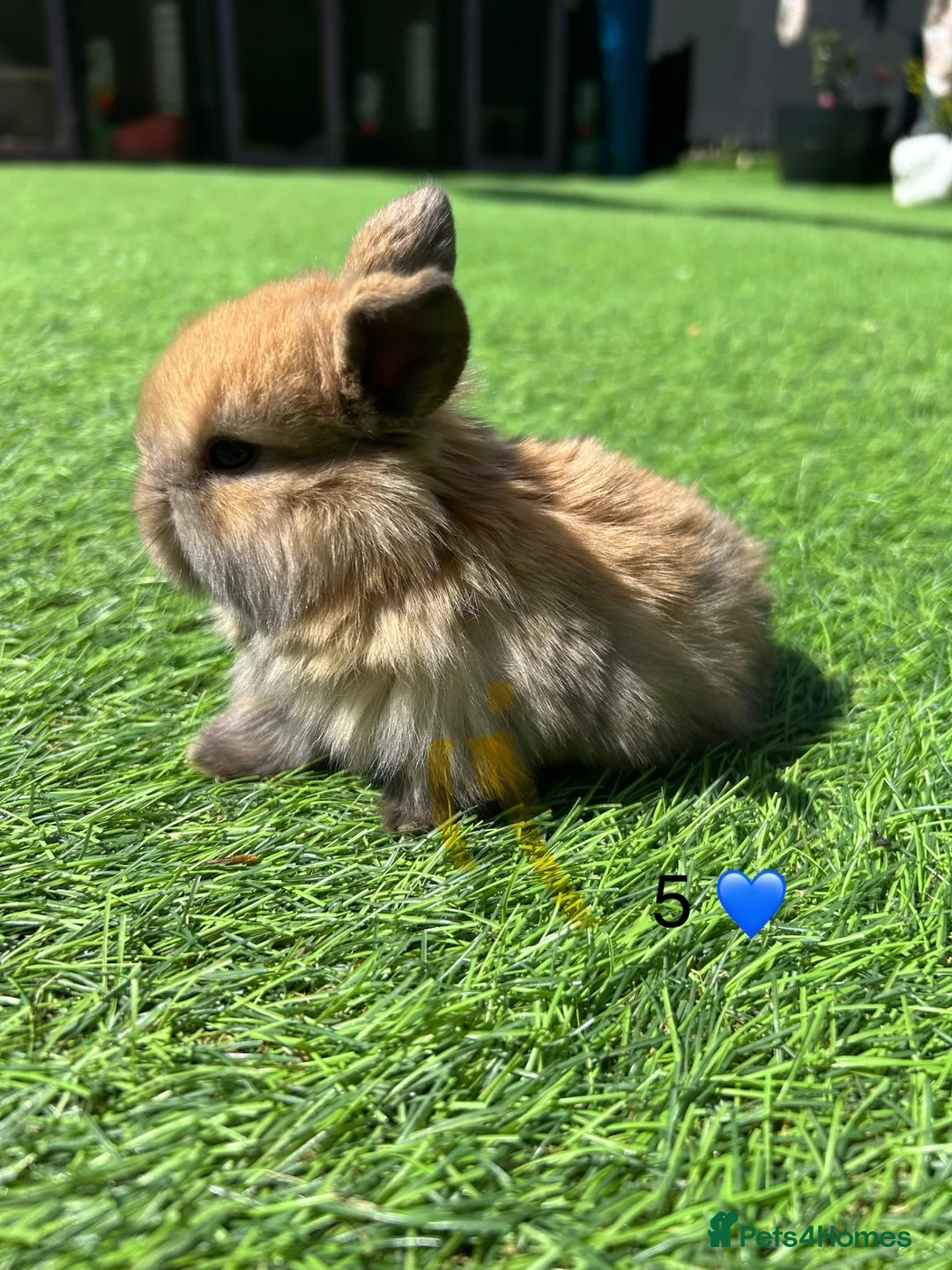 Mini Lop rabbits for sale: 5 pure mini lops - Advert 5