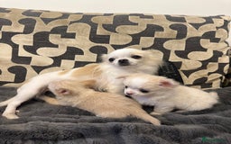 Chihuahua dogs for sale: KC Reg Champion Russian lines LONG COAT puppies - Image 16
