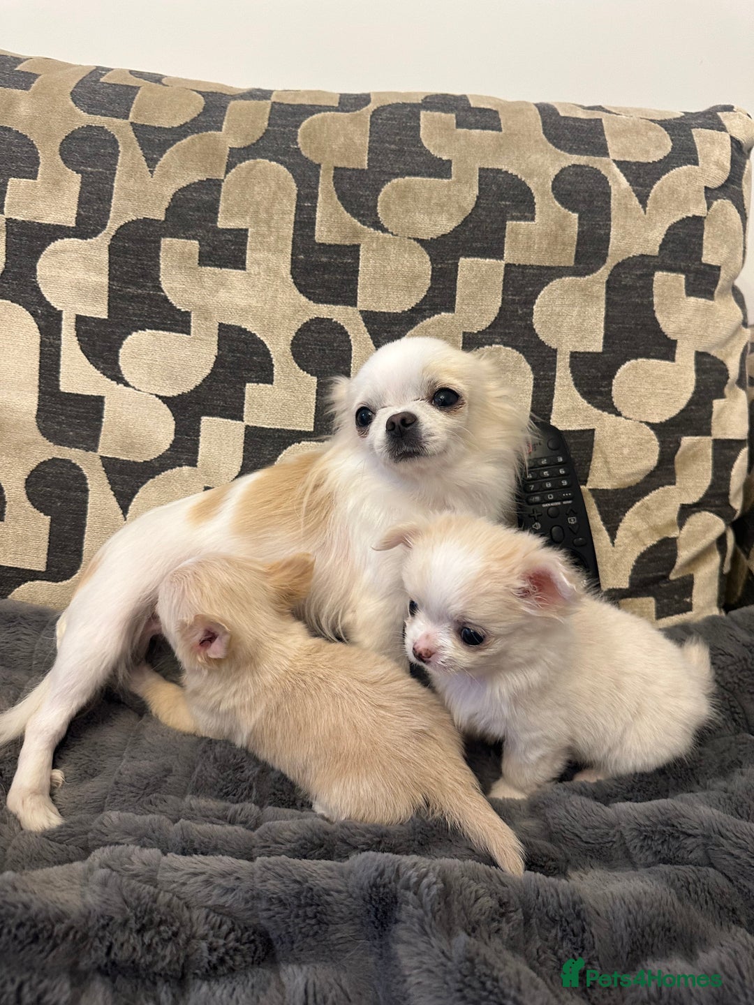 Chihuahua dogs for sale: KC Reg Champion Russian lines LONG COAT puppies - Image 16
