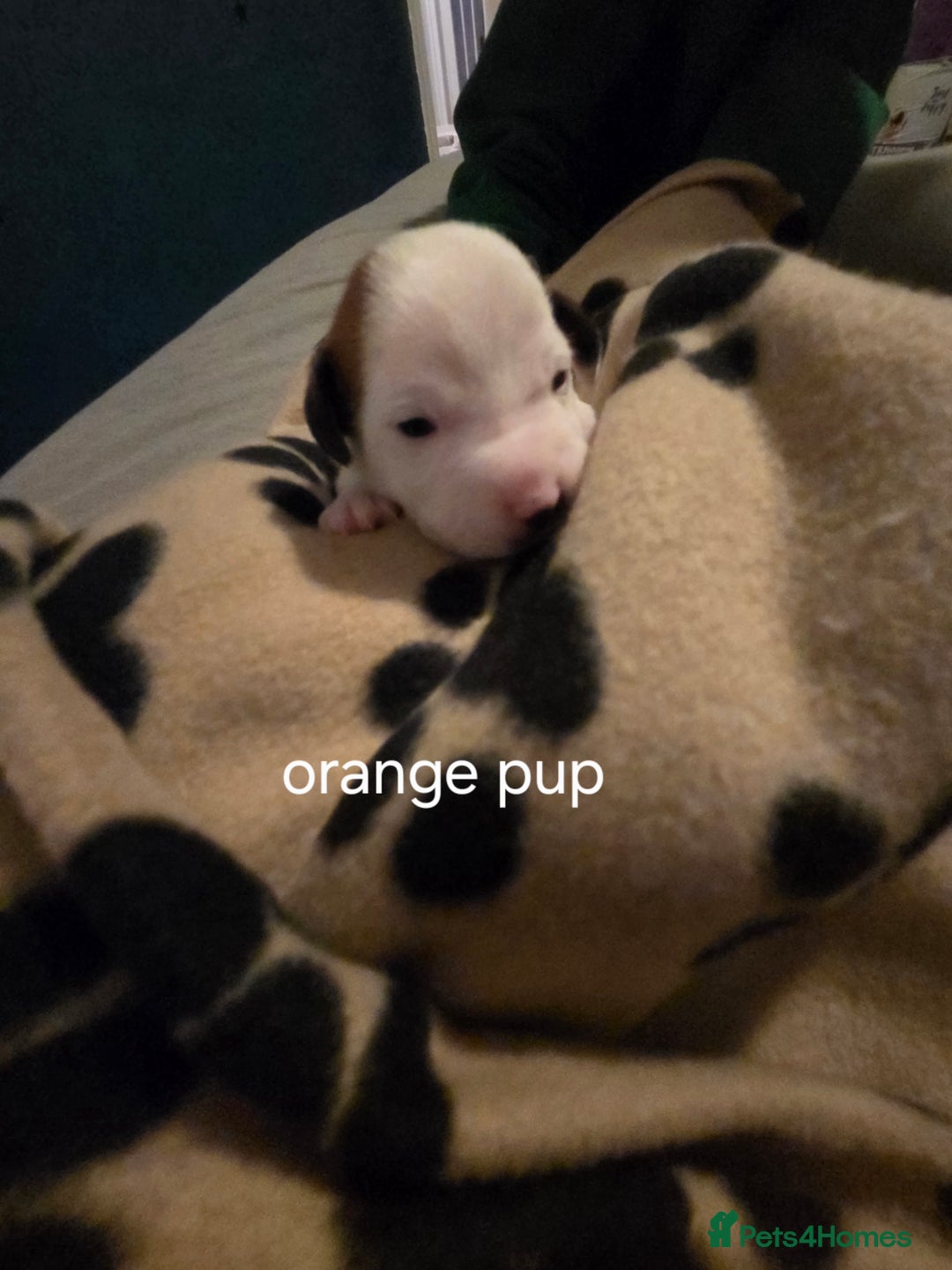 Jack Russell dogs for sale: Jack russell puppies - Advert 22