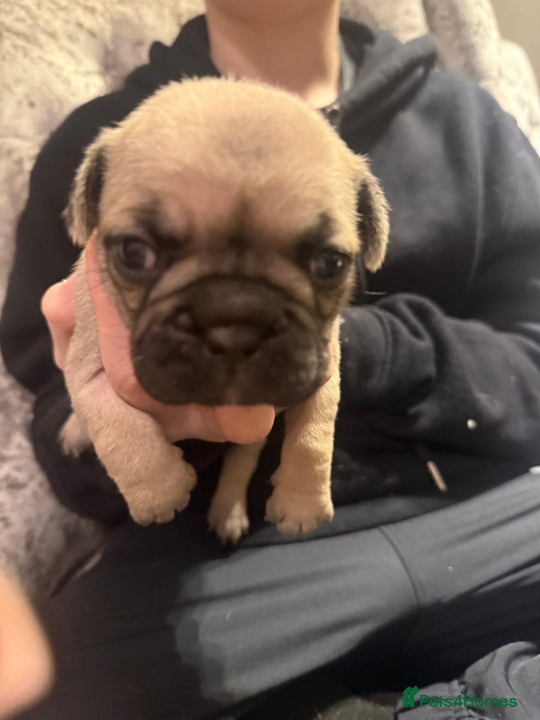 Frug dogs for sale: Frug puppies - Advert 6