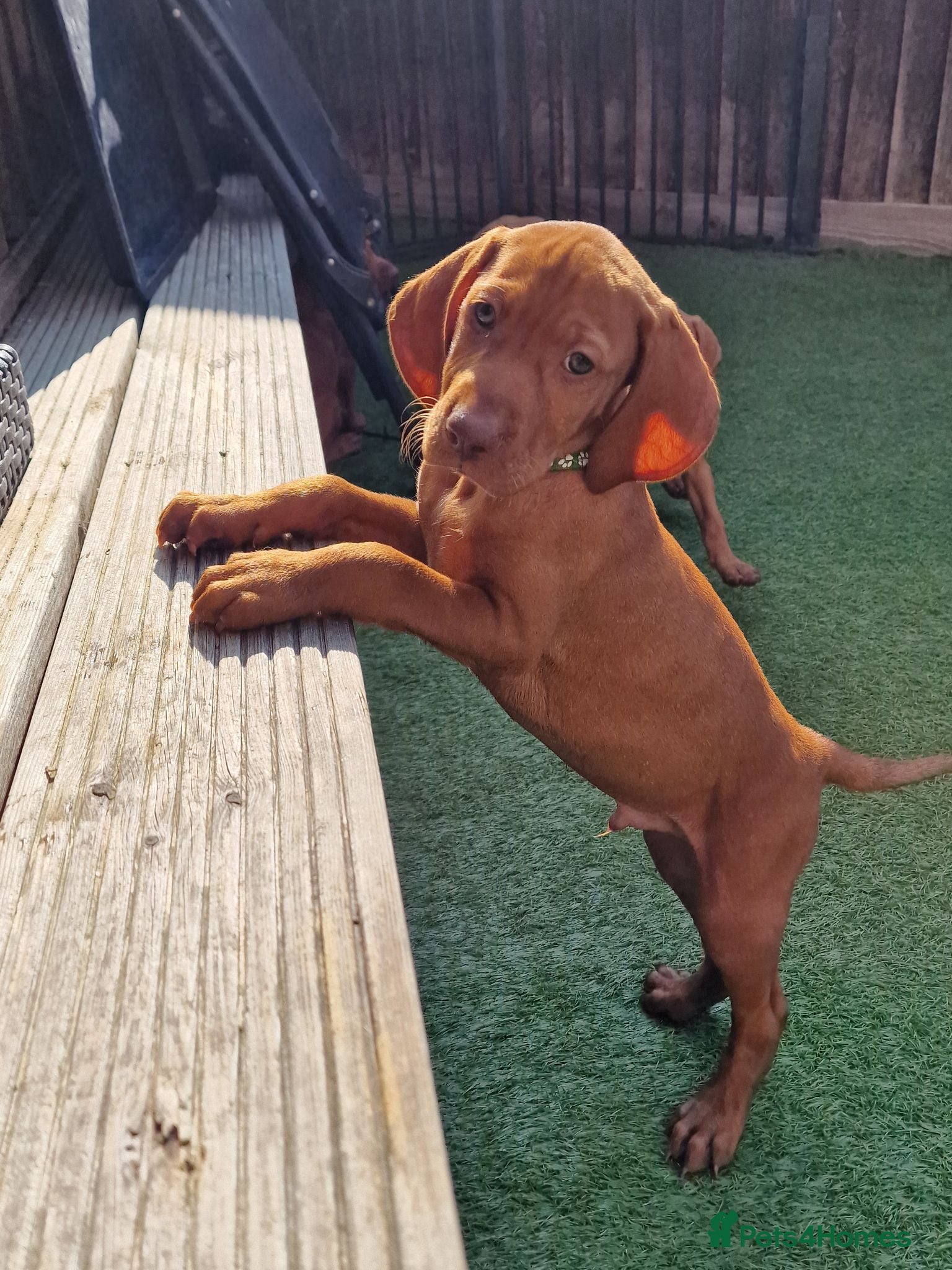Hungarian Vizsla dogs Hungarian Vizsla Puppies KC Registered - Advert 2