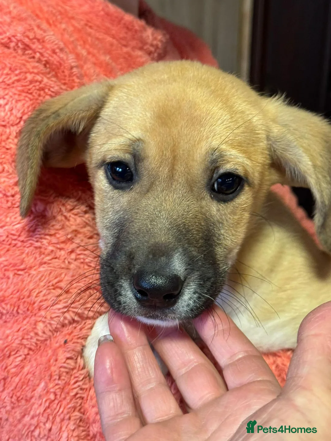 Mixed Breed dogs for adoption: JERRY – a Golden-Hearted Boy with a Playful Spirit - Advert 2