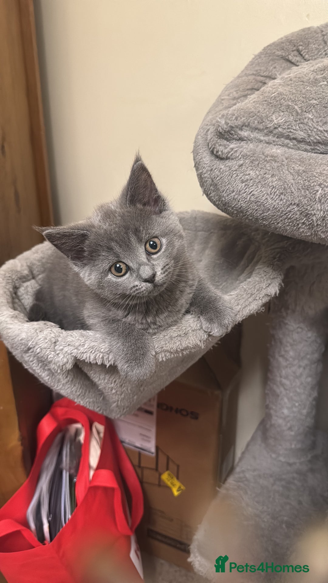 Mixed Breed cats for sale: Ragdoll x British short hair kitten - Image 3