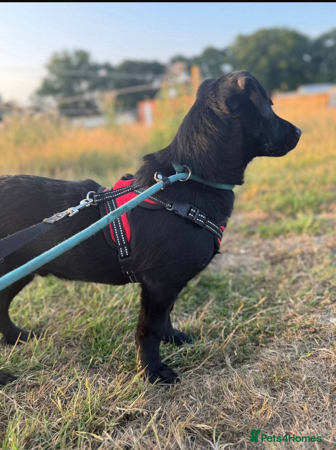 Mixed Breed dogs for adoption: Meet Morgan, currently residing in Surrey - Image 2
