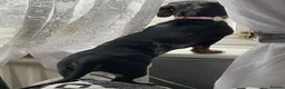 Dachshund dogs for sale: Dauchshund  - Advert 2
