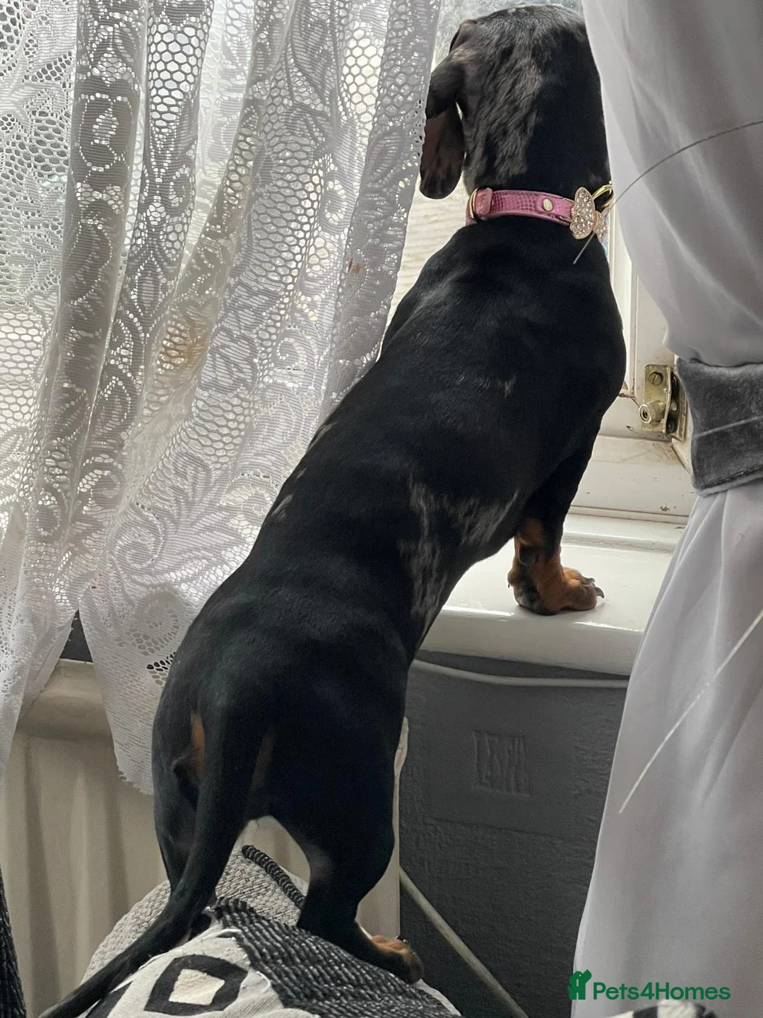 Dachshund dogs for sale: Dauchshund  - Advert 2