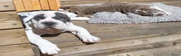 Mixed Breed dogs for sale: English Merle Bulldog/Shar Pei puppies for sale - Advert 15