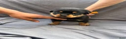 Rottweiler dogs for sale: Rottweiler pups - Advert 30