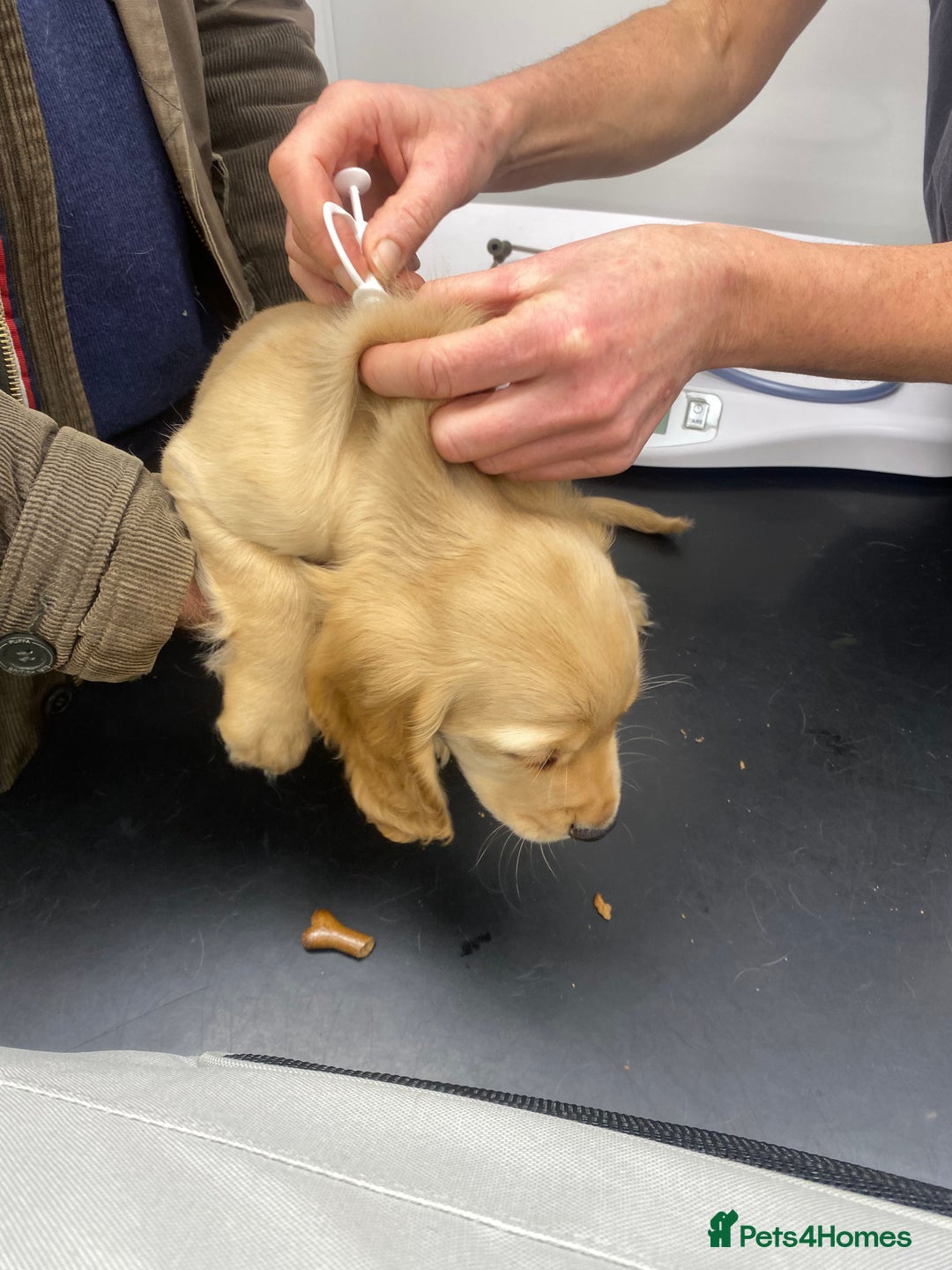 Cocker Spaniel dogs for sale: Superb Quality Royal KC Cocker Spaniel Puppies - Advert 16