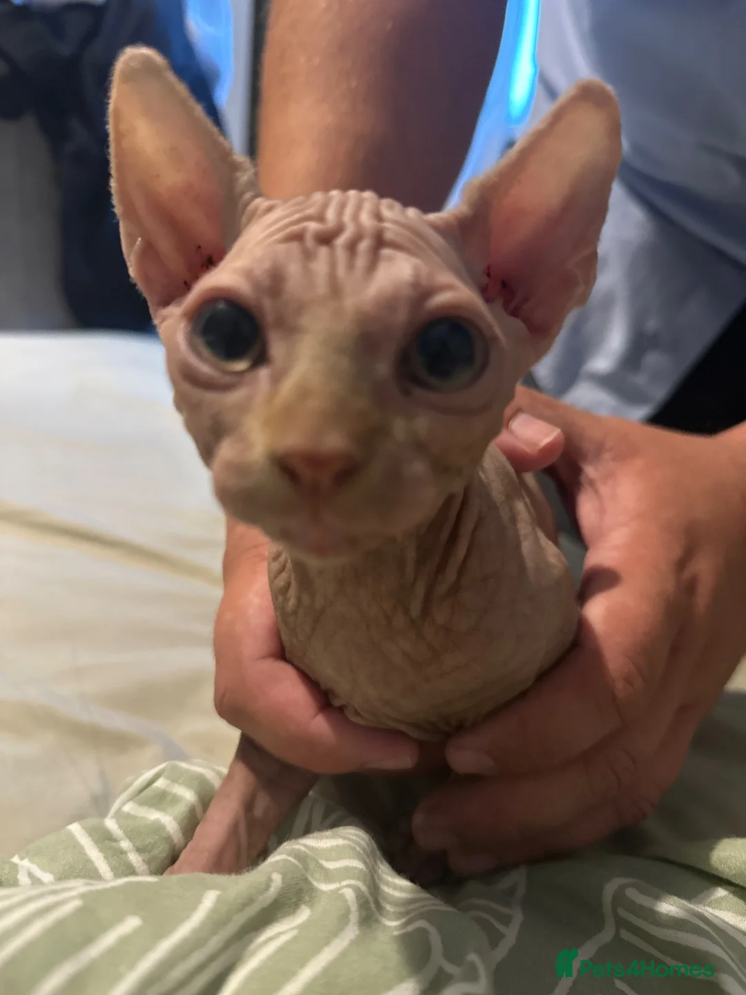 Sphynx cats for sale: Sphynx Male kitten  in Preston - Advert 1