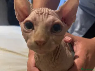 Sphynx cats Sphynx Male kitten - Advert 1