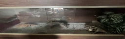 Leopard Gecko reptiles for sale: Leopard gecko + set up - Advert 1