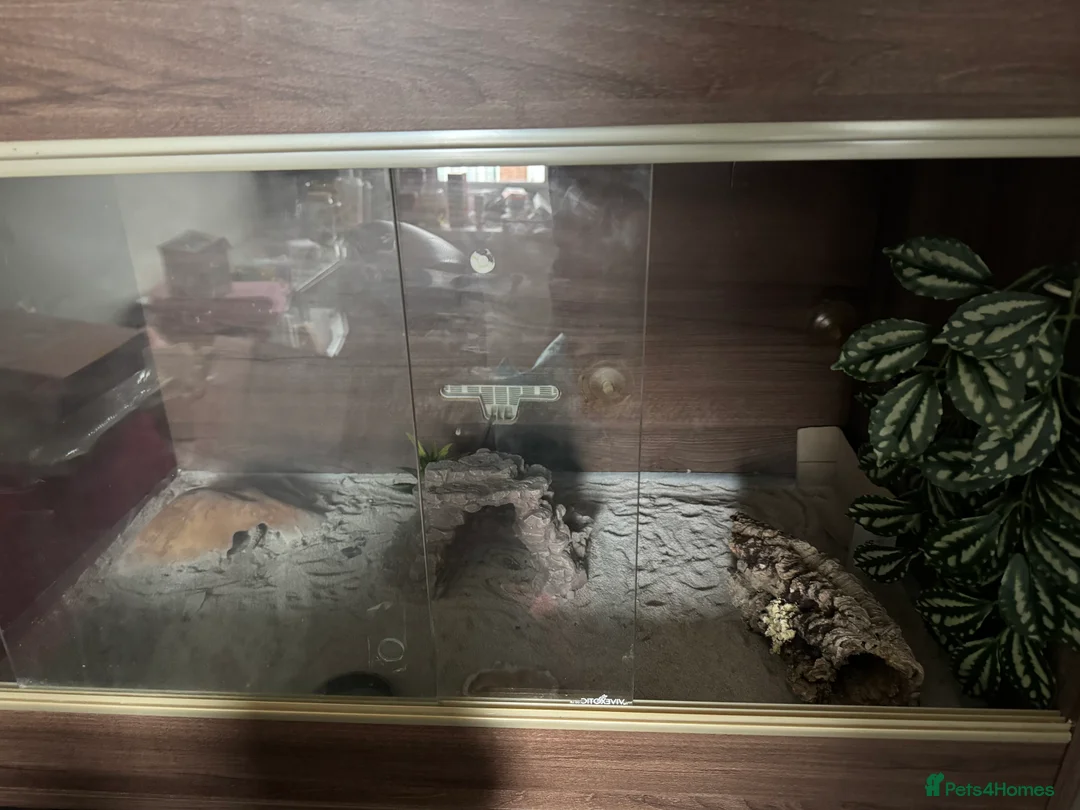 Leopard Gecko reptiles for sale: Leopard gecko + set up - Advert 1