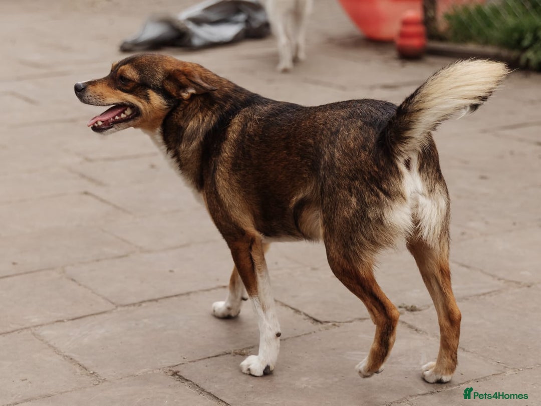 Mixed Breed dogs for adoption: 💙🐶 CHICO 🐶💙 - Image 13