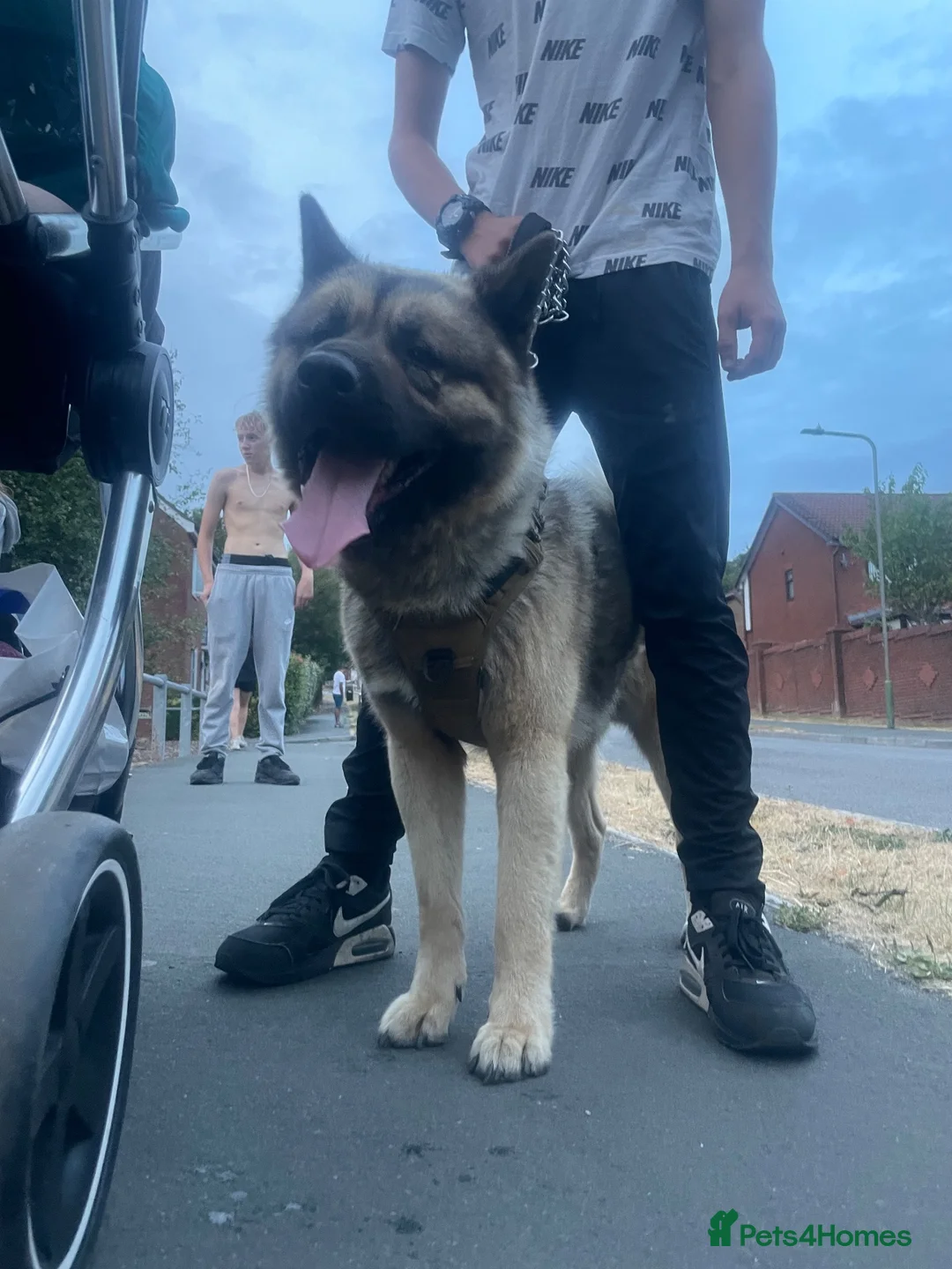 Norwegian Elkhound dogs for sale: Anyone looking for a big male dog  in Blackwood - Advert 2