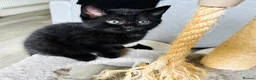 British Shorthair cats for sale: 2 x all black male kittens in Crawley - Advert 4