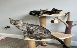 Bengal cats for sale: Beautiful Silver Charcoal Spay Female Bengal in Benfleet - Image 6