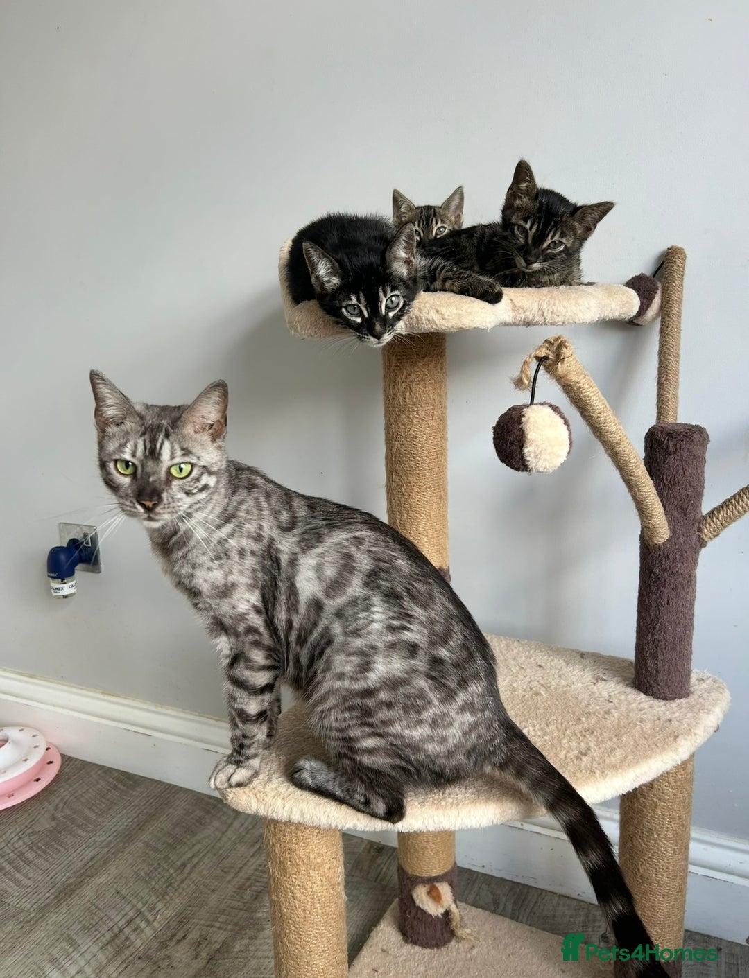 Bengal cats for sale: Beautiful Silver Charcoal Spay Female Bengal in Benfleet - Image 6