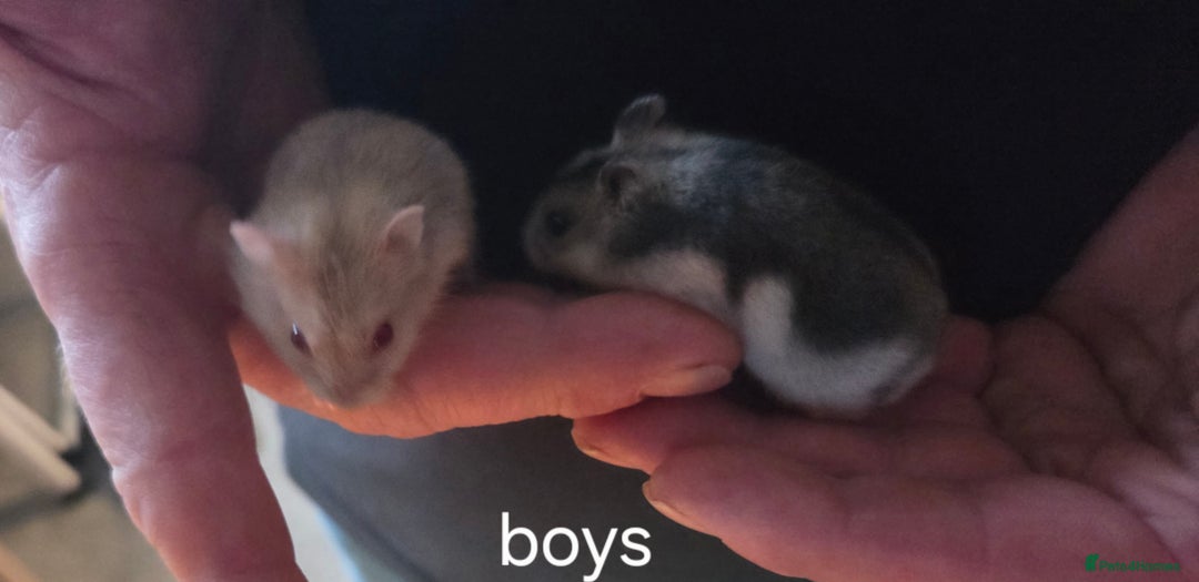 Hamster rodents for sale: Russian dwarf hamsters - Advert 10