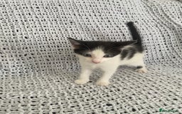 Mixed Breed cats for sale: Beautiful kittens for sale  - Image 8