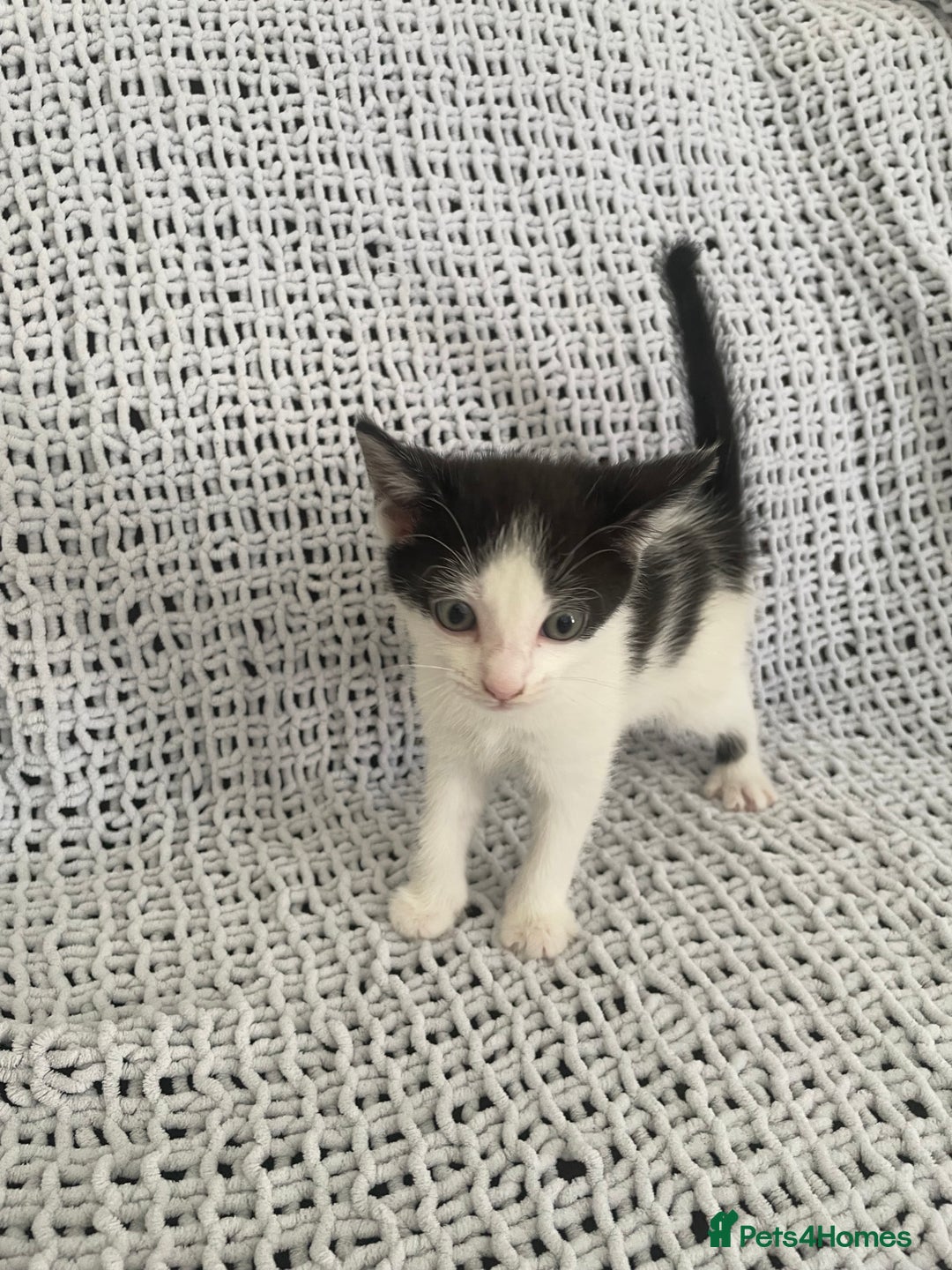 Mixed Breed cats for sale: Beautiful kittens for sale  - Image 8
