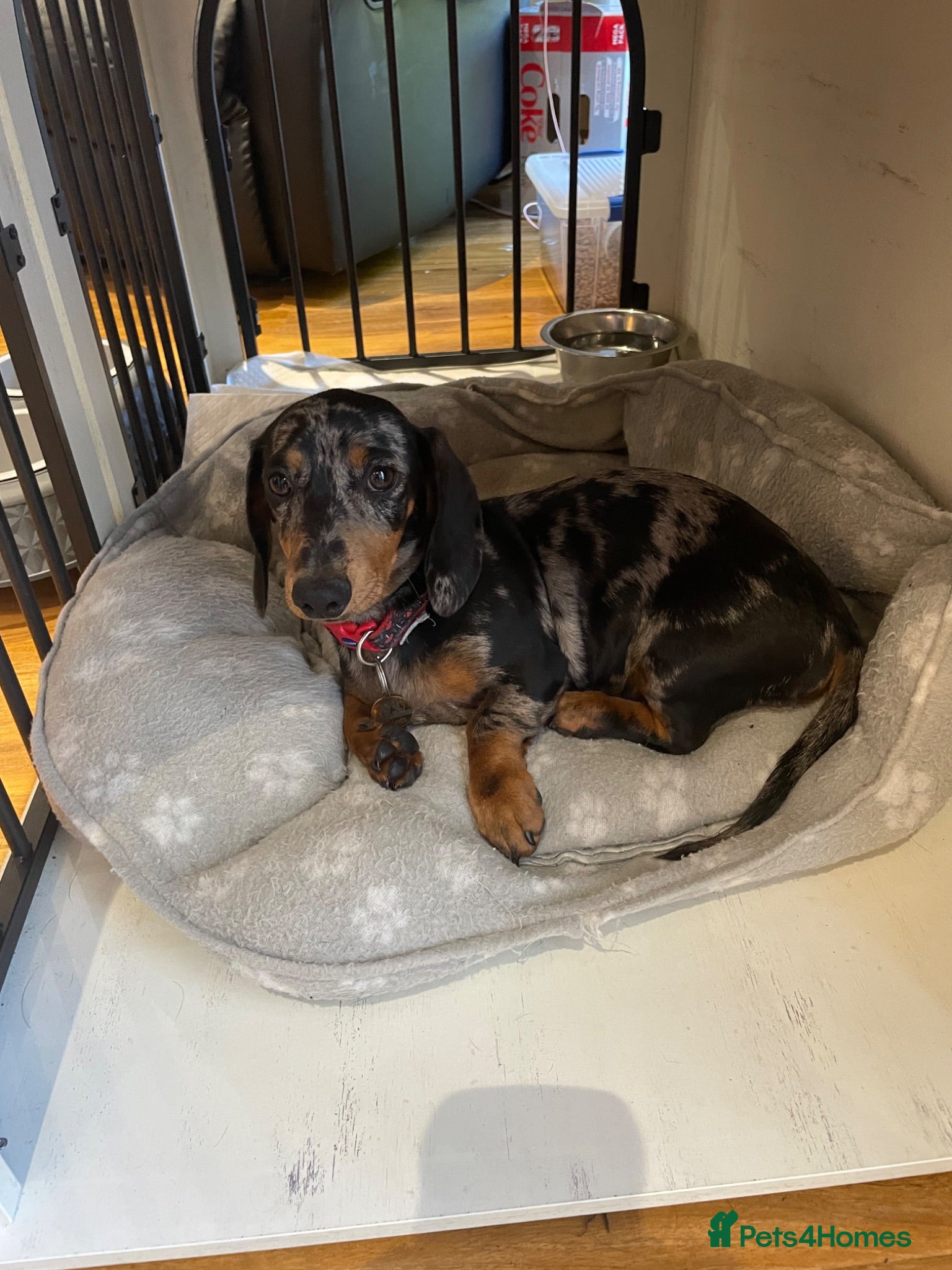 Dachshund dogs 🐶🐶 2 female miniature Dachshunds 4 months 🐶🐶🐶 - Advert 1