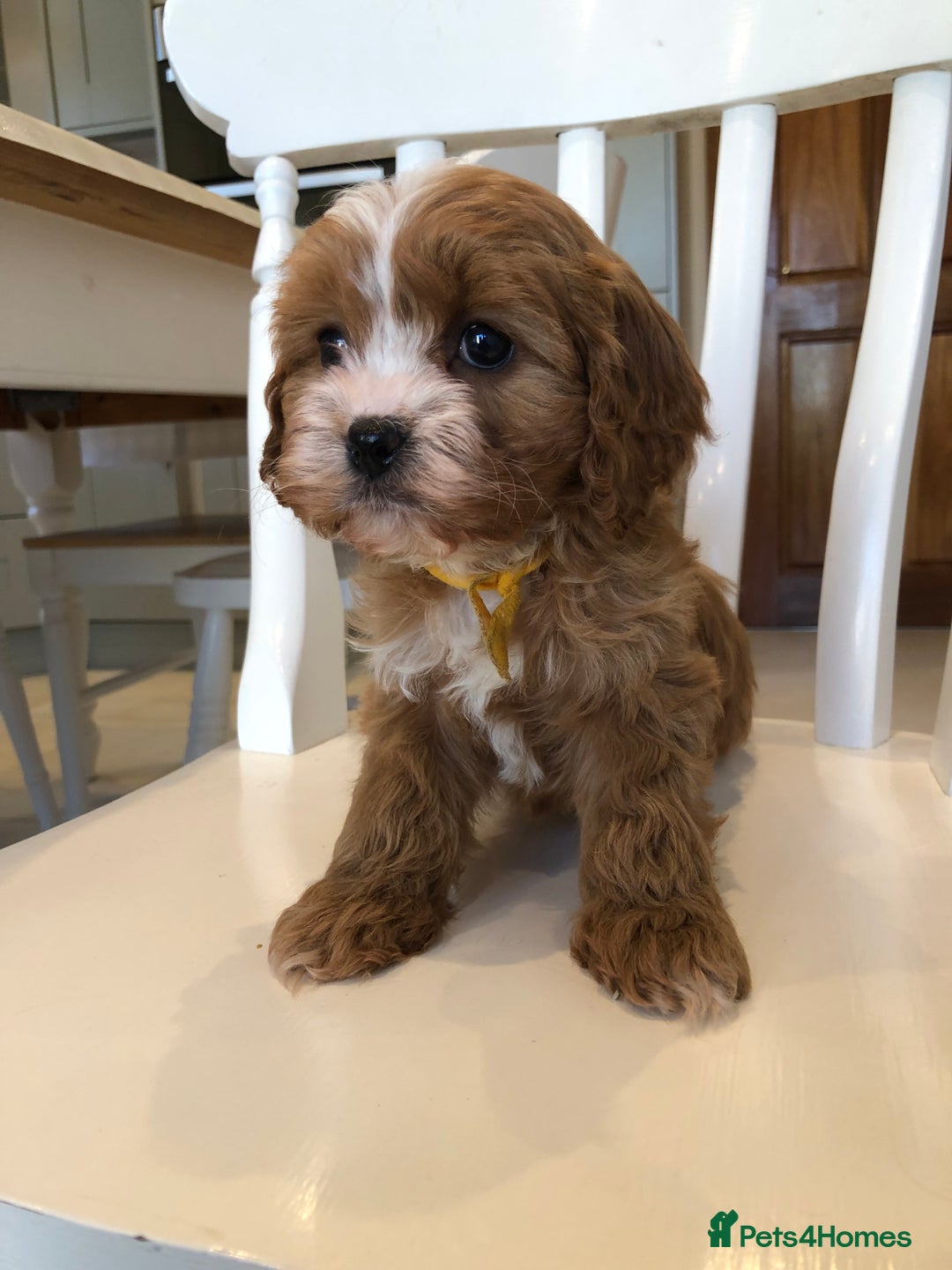 Cavapoo dogs for sale: Adorable Cavapoo Puppies  - Advert 15