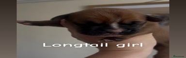 Longtail girl 3