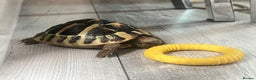 Hermann Tortoise reptiles for sale: Herman Tortoise - Advert 1