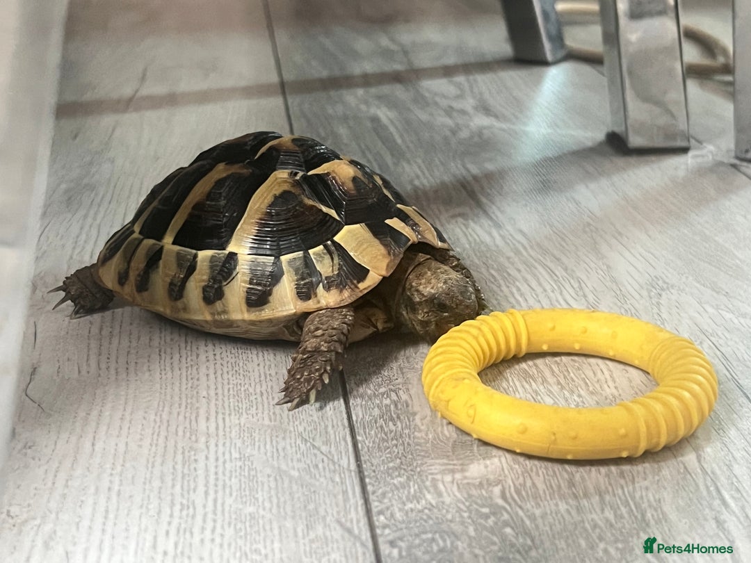 Hermann Tortoise reptiles for sale: Herman Tortoise - Advert 1