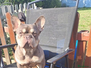 French Bulldog dogs in Ramsgate - Advert 8