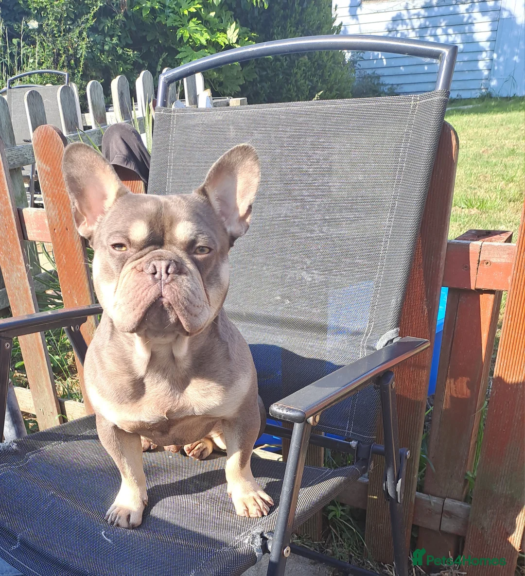 French Bulldog dogs for stud: KC TOP DRAW STUD Ramsgate  in Ramsgate - Advert 2