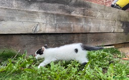 European cats for sale: Adorable Tuxedo Longhair Kittens  - Image 10